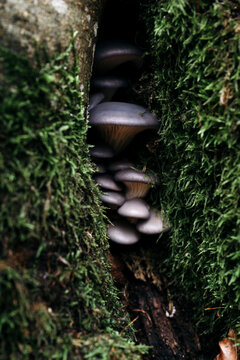 Hidden mushrooms growing in tree with moss