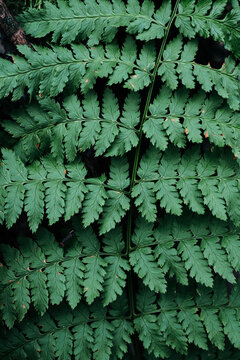 Green fern background