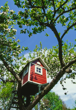 Tree house built in a blossoming apple tree