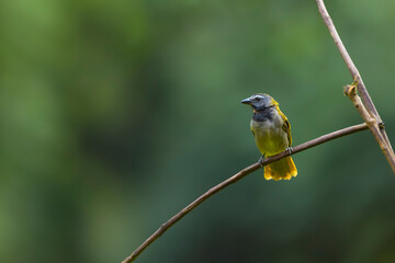 Buff-throated Saltator Saltator Maximus Perched On A Thin Branch
