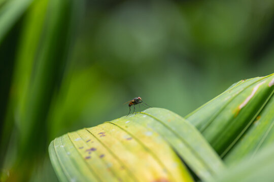 Long-legged Fly Perched On A Green Leaf In The Jungle