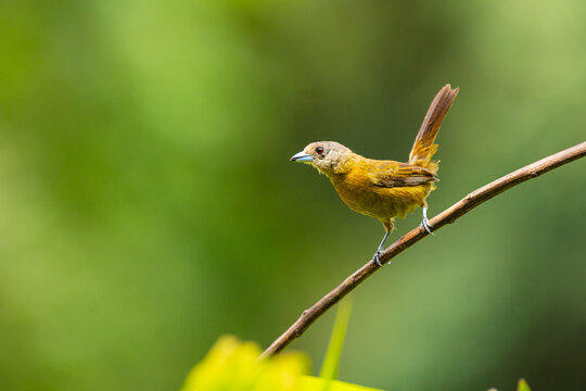 t&aacute;ngara de Passerini (Ramphocelus passerinii). 