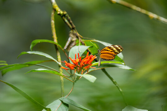 Isabella Tiger Longwing Butterfly On An Orange Flower