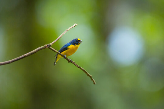 Yellow-crowned Euphonia Euphonia Luteicapilla Perched On A Tree Branch