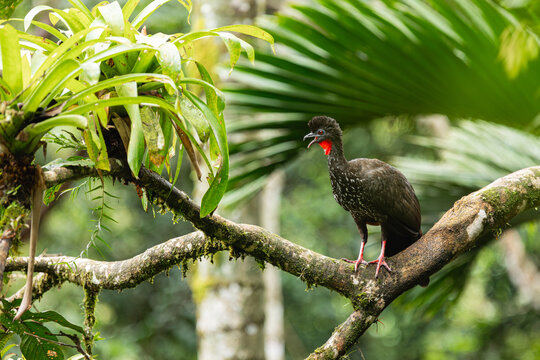 Crested Guan Penelope Purpurascens Perched On A Jungle Branch
