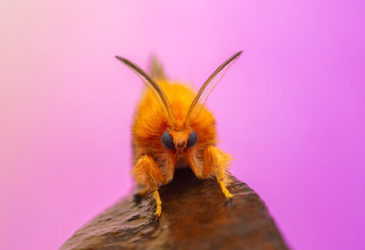 Frontal Macro Of Orange Furry Poodle Moth On Lavender Backgro