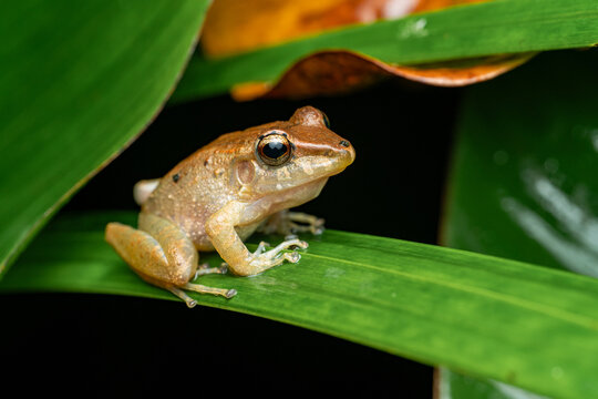 Common Rain Frog Perched On A Green Leaf In The Jungle