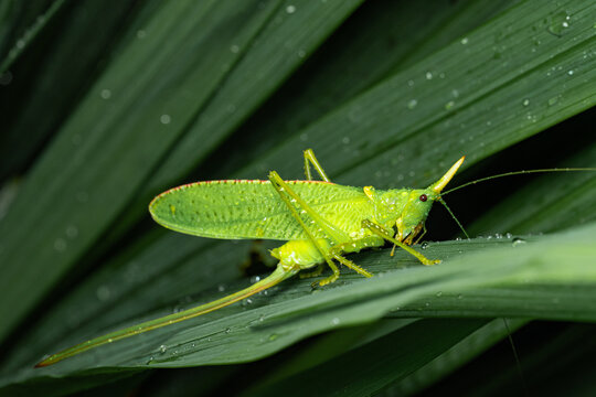 Rhinoceros Katydid With Water Droplets On Tropical Foliage