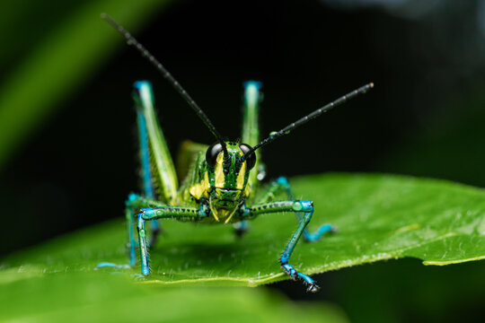 Frontal Macro Close Up Of Green And Blue Grasshopper On A Leaf