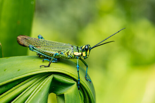 Green And Black Grasshopper With Blue Legs On Tropical Leaf