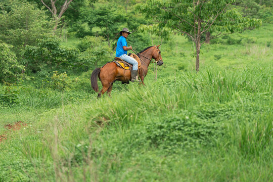 Rider horseback riding on green hill.