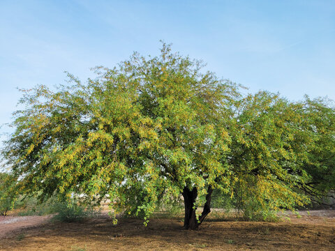 Desert Velvet Mesquite Tree, Prosopis velutina, with golden-yellowish canopy under a blue sky in Arizona spring time