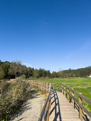 Obraz premium A vertical shot of the wooden boardwalk in Passadicos do Antua curving through vibrant green fields and wildflowers under a clear blue sky in Estarreja Portugal