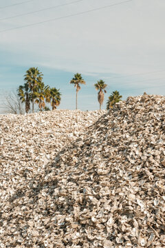 Processed Oyster shells Apalachicola, Florida