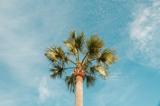 Palm Tree Blue Sky 