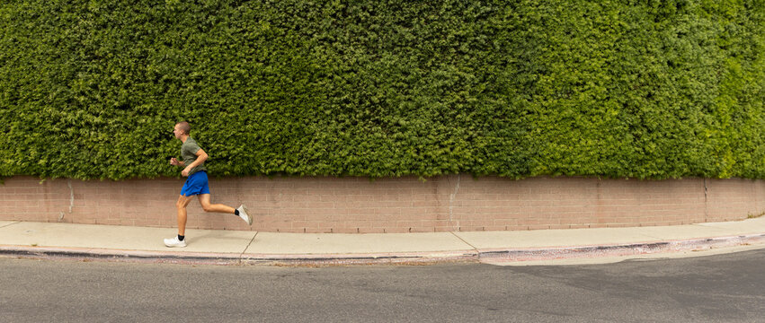 Lone Athlete running by hedge row Panoramic 