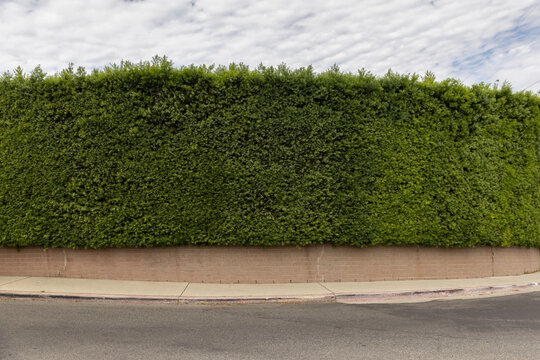 Hedge row lush green street view background 