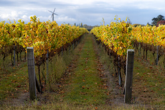 Rows of grapevines with autumn leaves and a distant windmill in a vineyard in Te Mata, Havelock North, Hawkes Bay, New Zealand. The vineyard is preparing for winter.