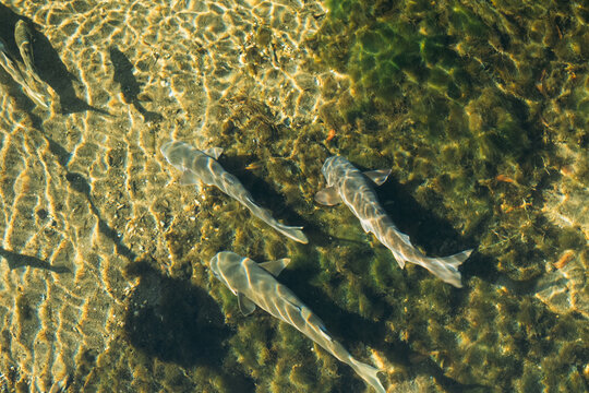 Fish Swimming Wakulla Springs State Park, Florida