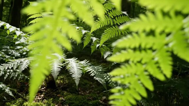 Luminous fern fronds layered across a shaded woodland floor, vivid green foliage catching filtered sunlight beneath tall trunks, creating a peaceful temperate forest understory composition