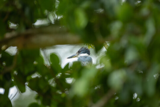 Neotropical Kingfisher Perched Among Dense Green Foliage