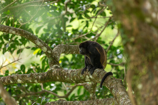 Mantled Howler Monkey Alouatta Palliata Sitting On A Tree Branch