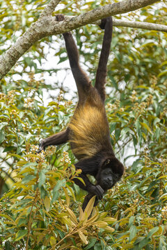 Mantled howler monkey Alouatta palliata hanging from its tail