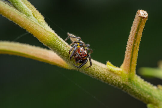 Macro Close Up Of Jumping Spider Salticidae On A Plant Branch