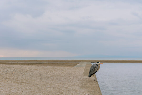 A Grey Heron Standing Quietly by the Seashore Shallows.