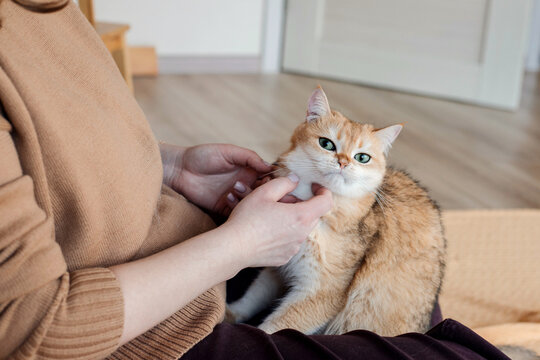 A woman having fun with her cat at home.
