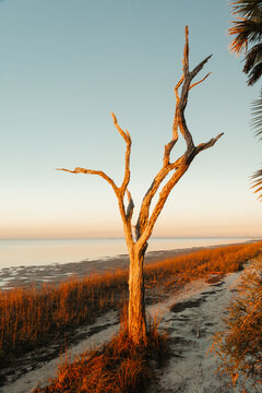 Lone Dead Tree on Beach St Mark's Wildlife Refuge, Florida
