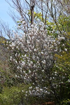 Amelanchier canadensis flowers. Rosaceae deciduous fruit tree. It blooms in spring and its berries are harvested in June, hence the name 'Juneberry'.