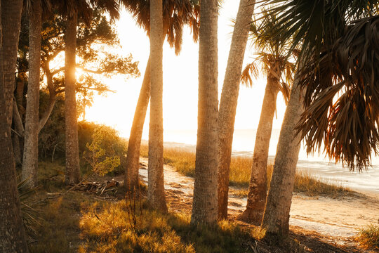 Palm Trees St Mark's Wildlife Refuge Florida