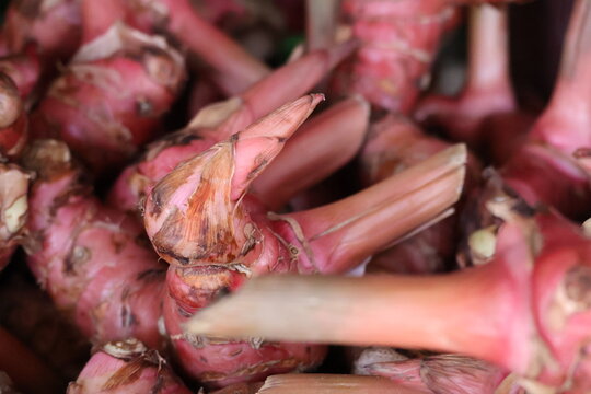 Red ginger root natural spice fresh herbal healthy ingredient