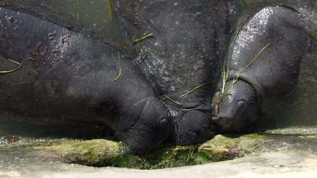 manatee