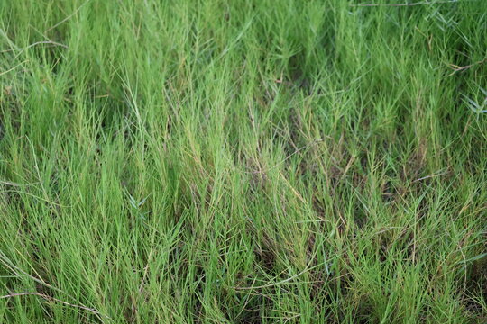 Wild grass grows freely in an abandoned yard, natural, untamed, green texture, wild grassy vegetation