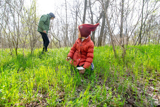 Father and child picking  spring mushrooms