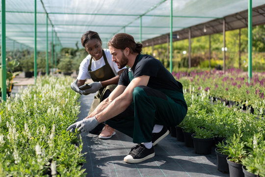 Diverse farmers transplanting flowers together