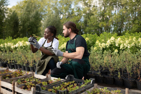 Multiracial gardeners checking strawberry sprouts