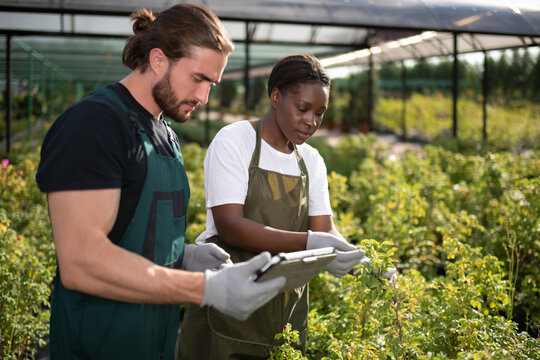 Multiracial farmers inspecting plants outside glasshouse