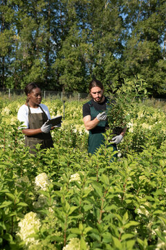 Diverse farmers during quality control inspection