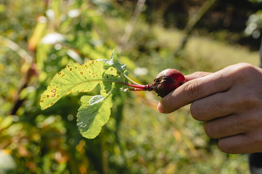Hand holding organic radish harvested from a farm in costa rica