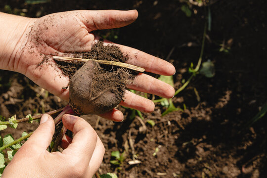 Hands holding freshly harvested organic beetroot from earth