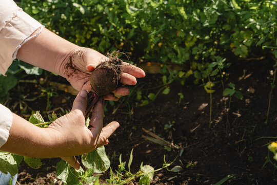 Hands holding freshly harvested organic beetroot from farm