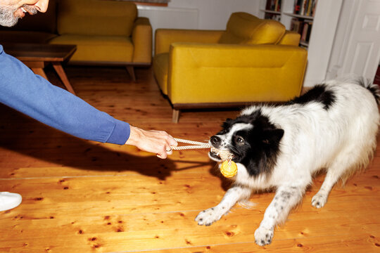 Canine living room joy