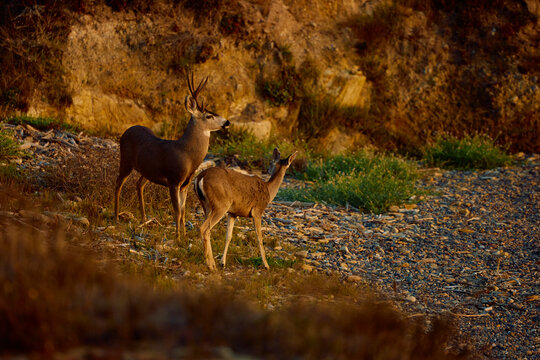 Wildlife at Point Lobos