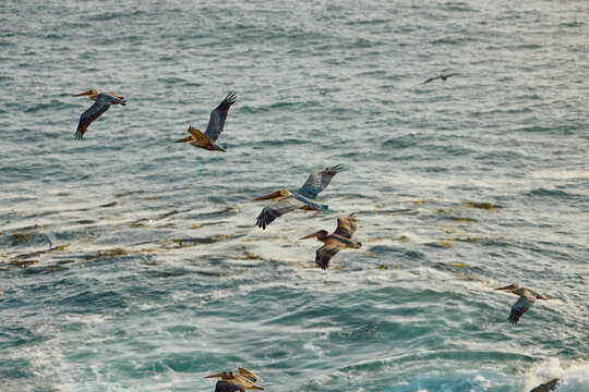 A flock of pelicans flies over the waters of the Pacific