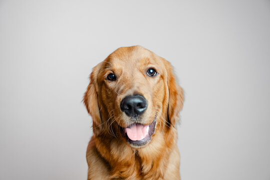 Golden Retriever 