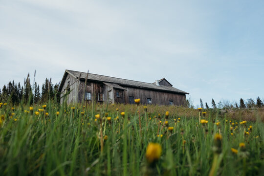 Rustic wooden barn in a swedish meadow