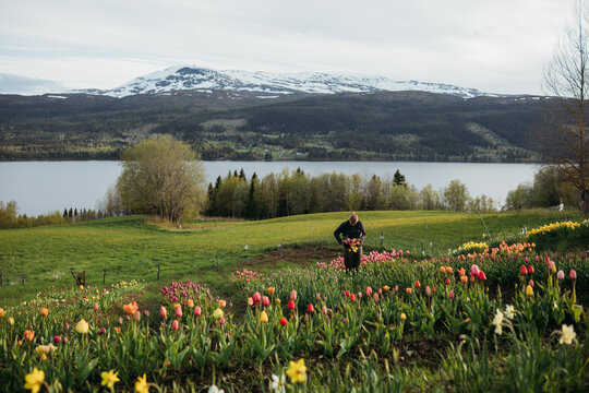 Woman cultivating organic tulip flowers in a nordic spring field